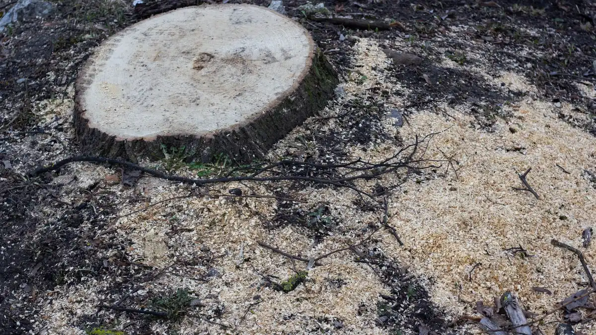 Stump grinder reducing a tree stump below grade in a Carteret, NJ yard